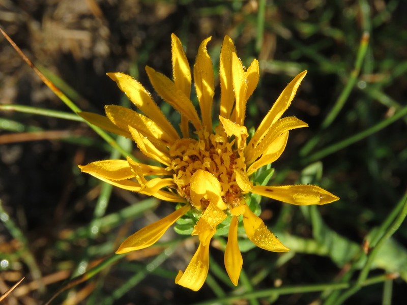 Many-Stemmed Goldenweed photo 5