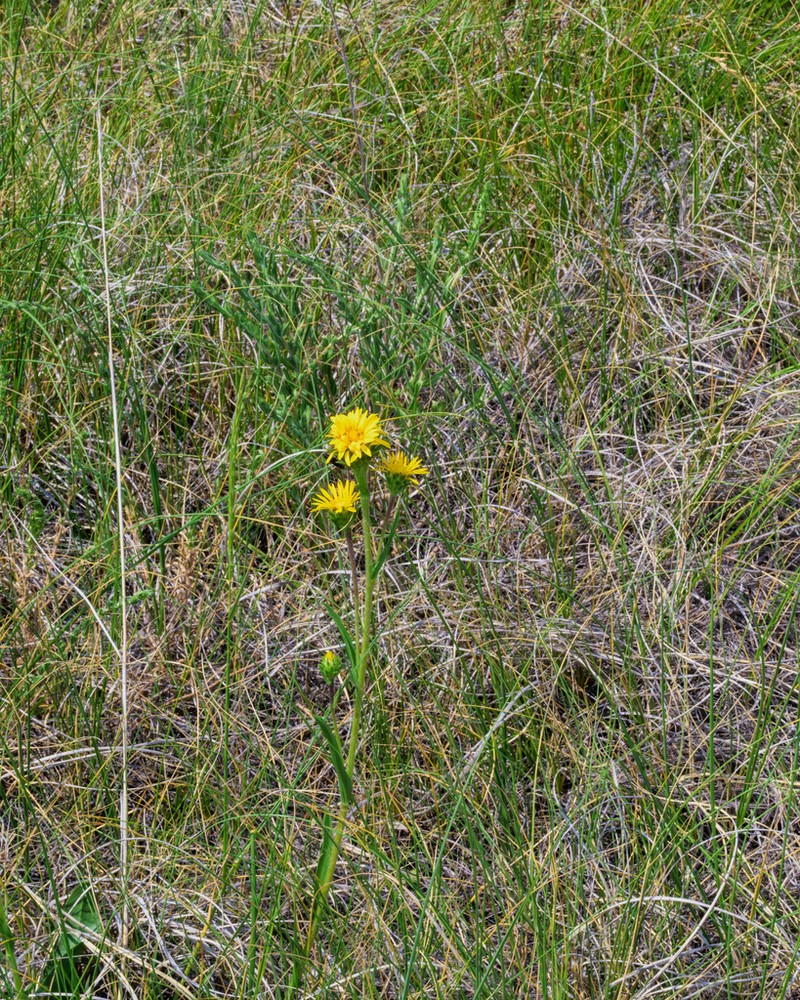 Many-Stemmed Goldenweed photo 6