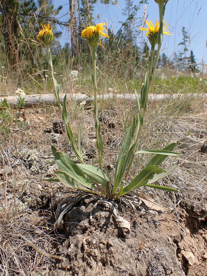 Many-Stemmed Goldenweed photo 7