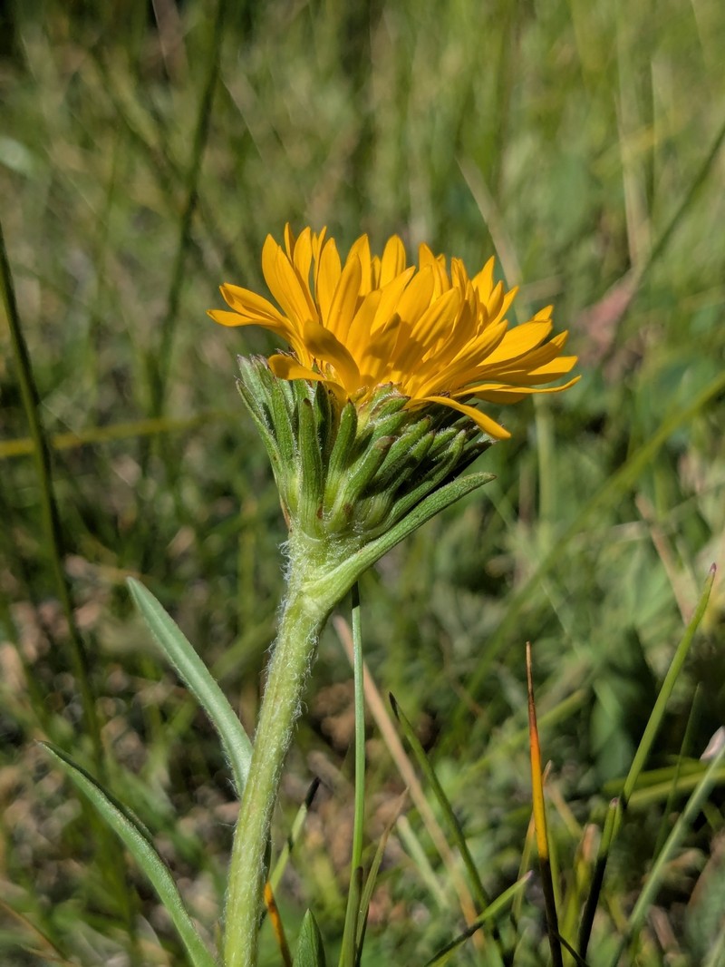 Many-Stemmed Goldenweed photo 8