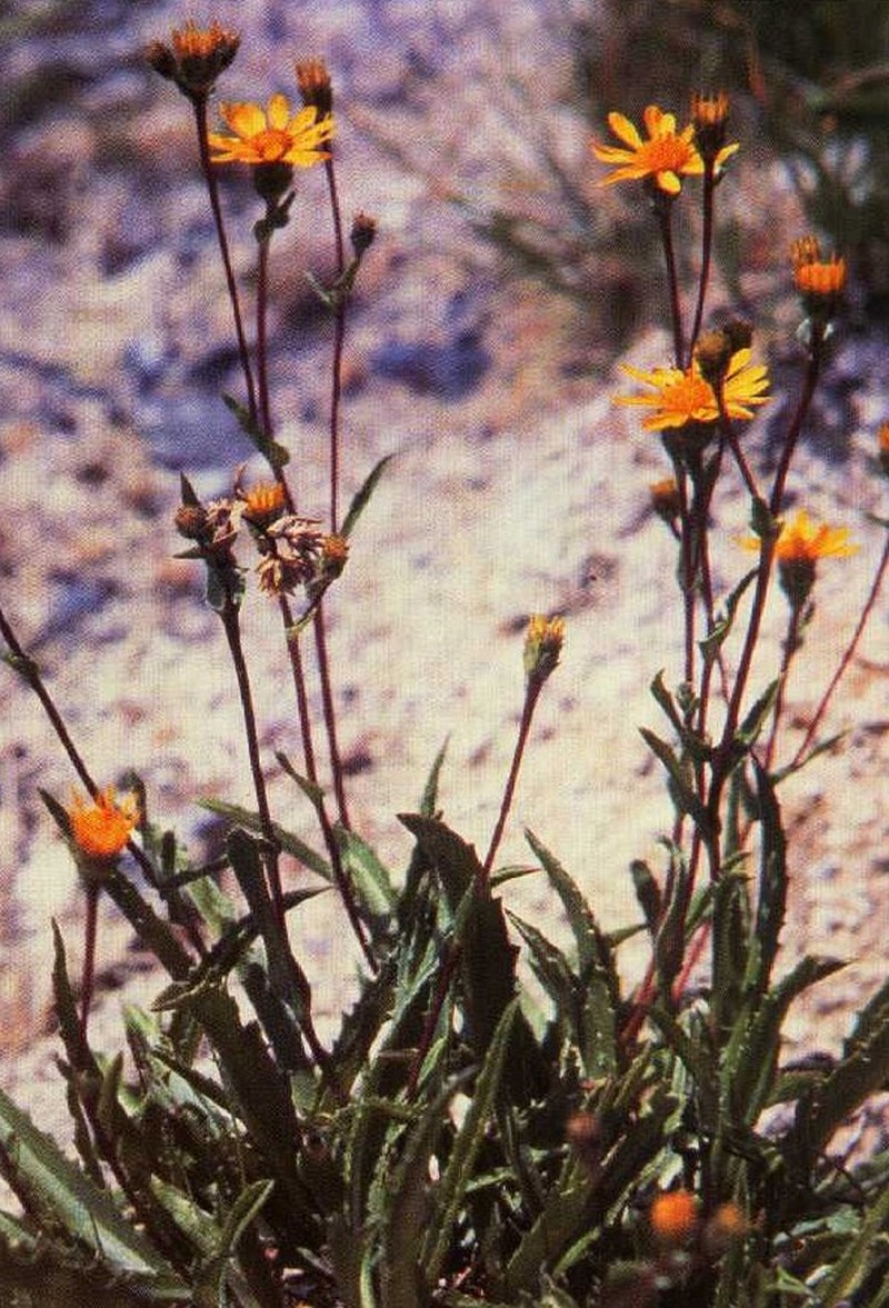 Lanceleaf Goldenweed
