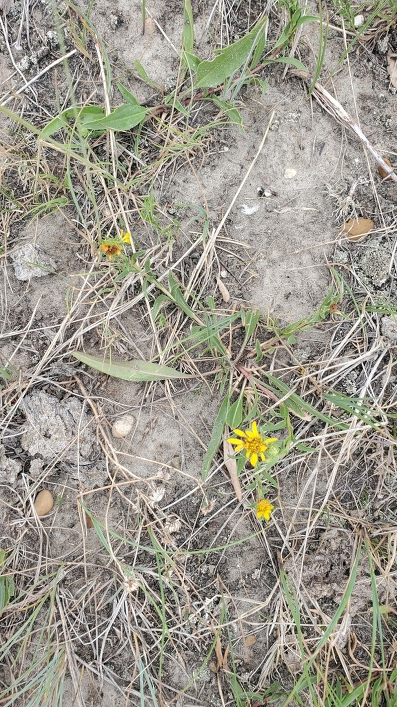 Lanceleaf Goldenweed photo 2