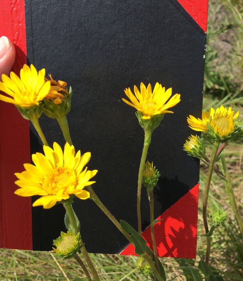 Lanceleaf Goldenweed photo 3