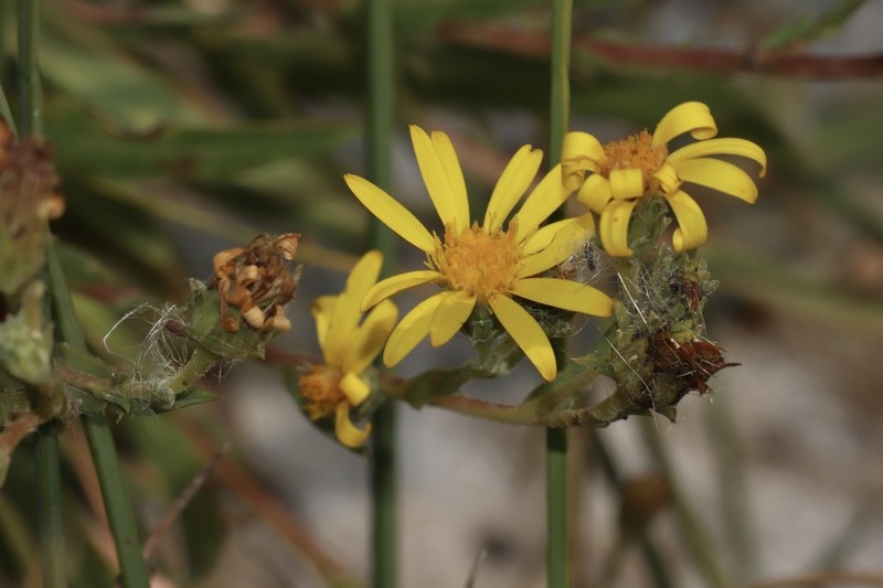 Lanceleaf Goldenweed photo 4