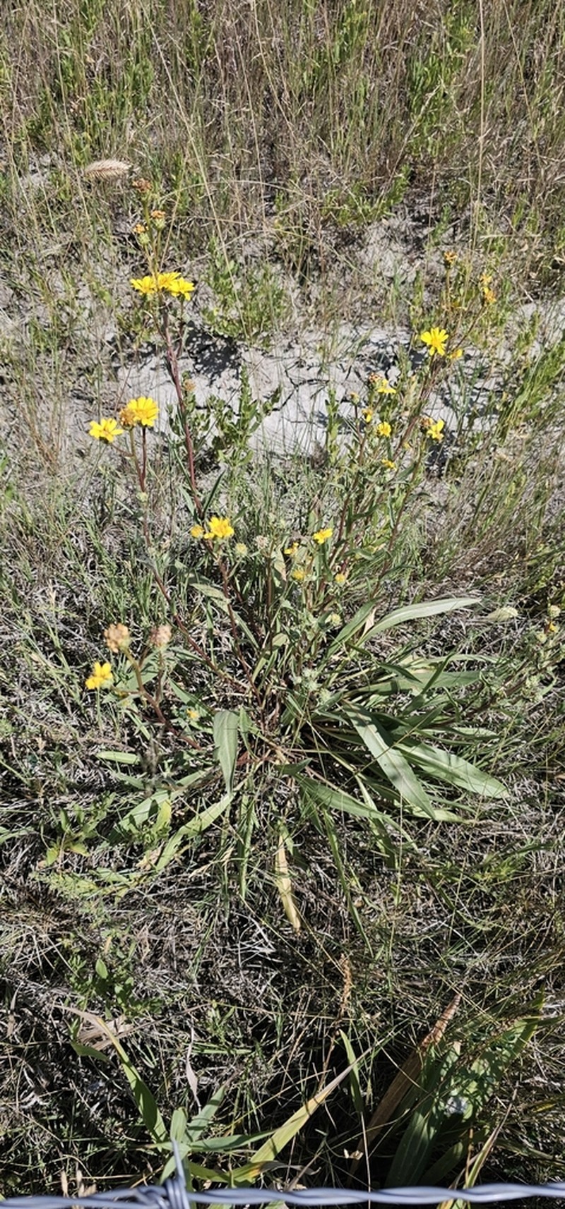 Lanceleaf Goldenweed photo 5