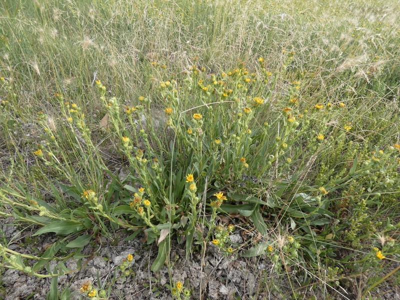 Lanceleaf Goldenweed photo 6