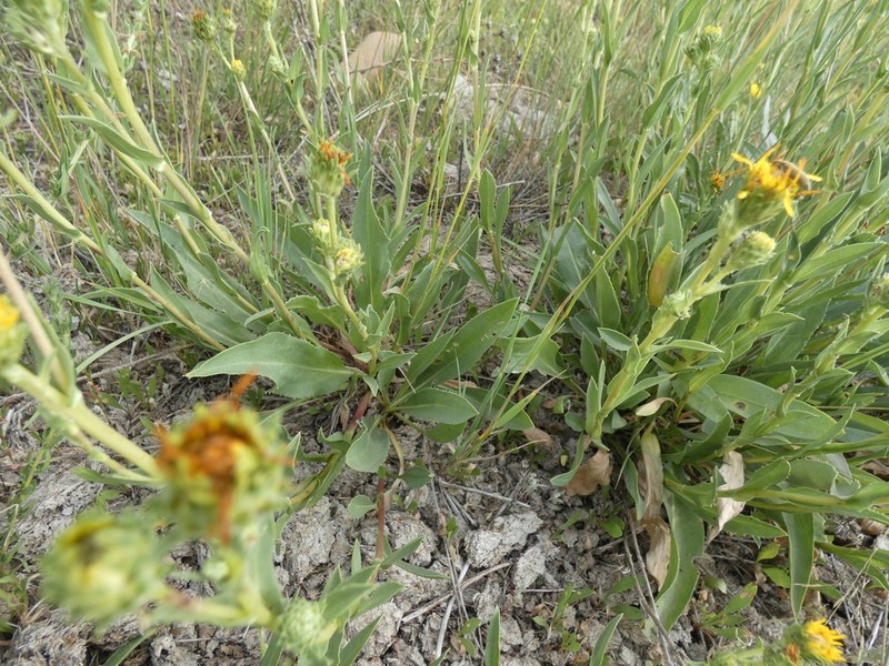 Lanceleaf Goldenweed photo 7