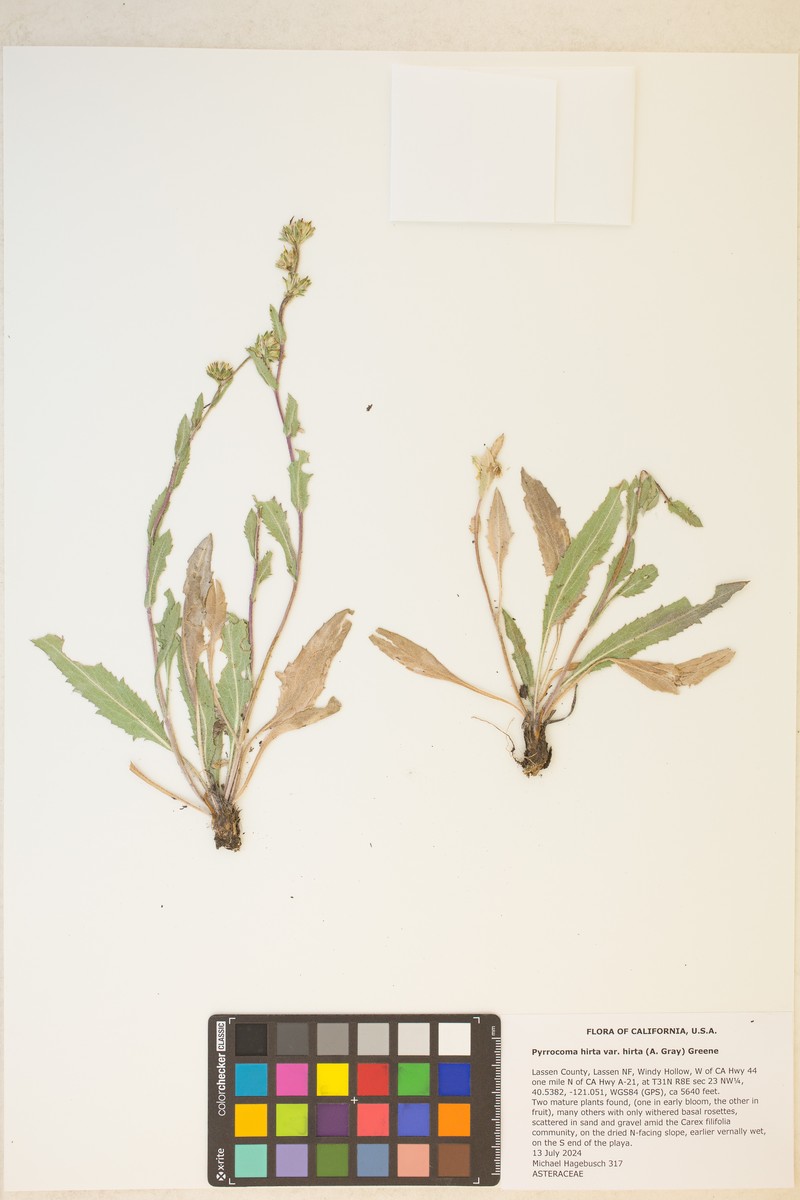 Pyrrocoma lanulosa