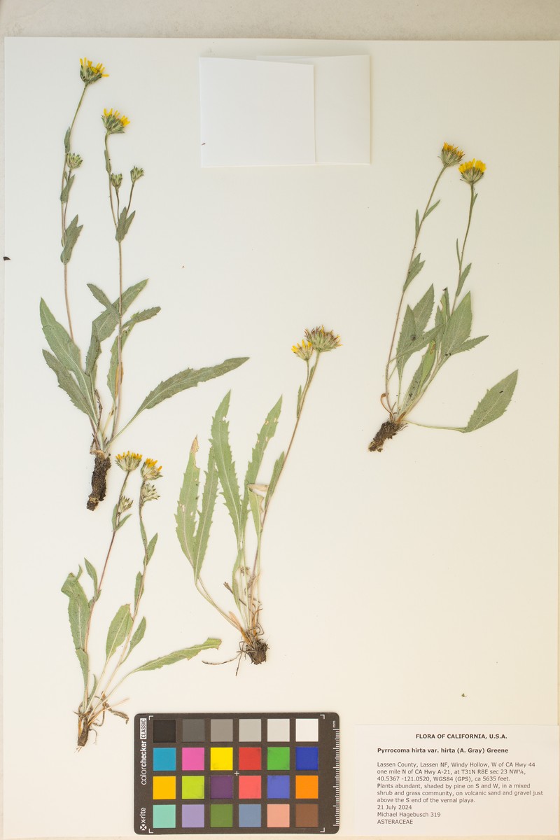 Pyrrocoma lanulosa photo 2