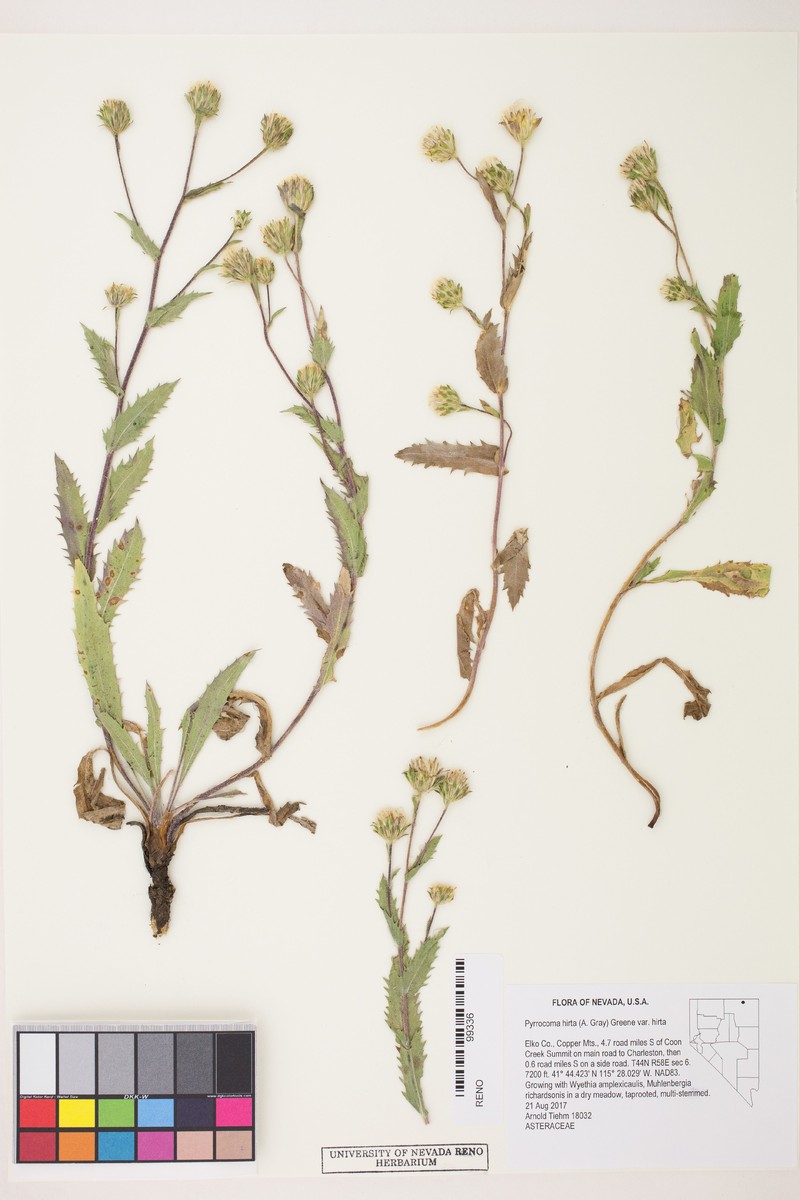 Pyrrocoma lanulosa photo 3