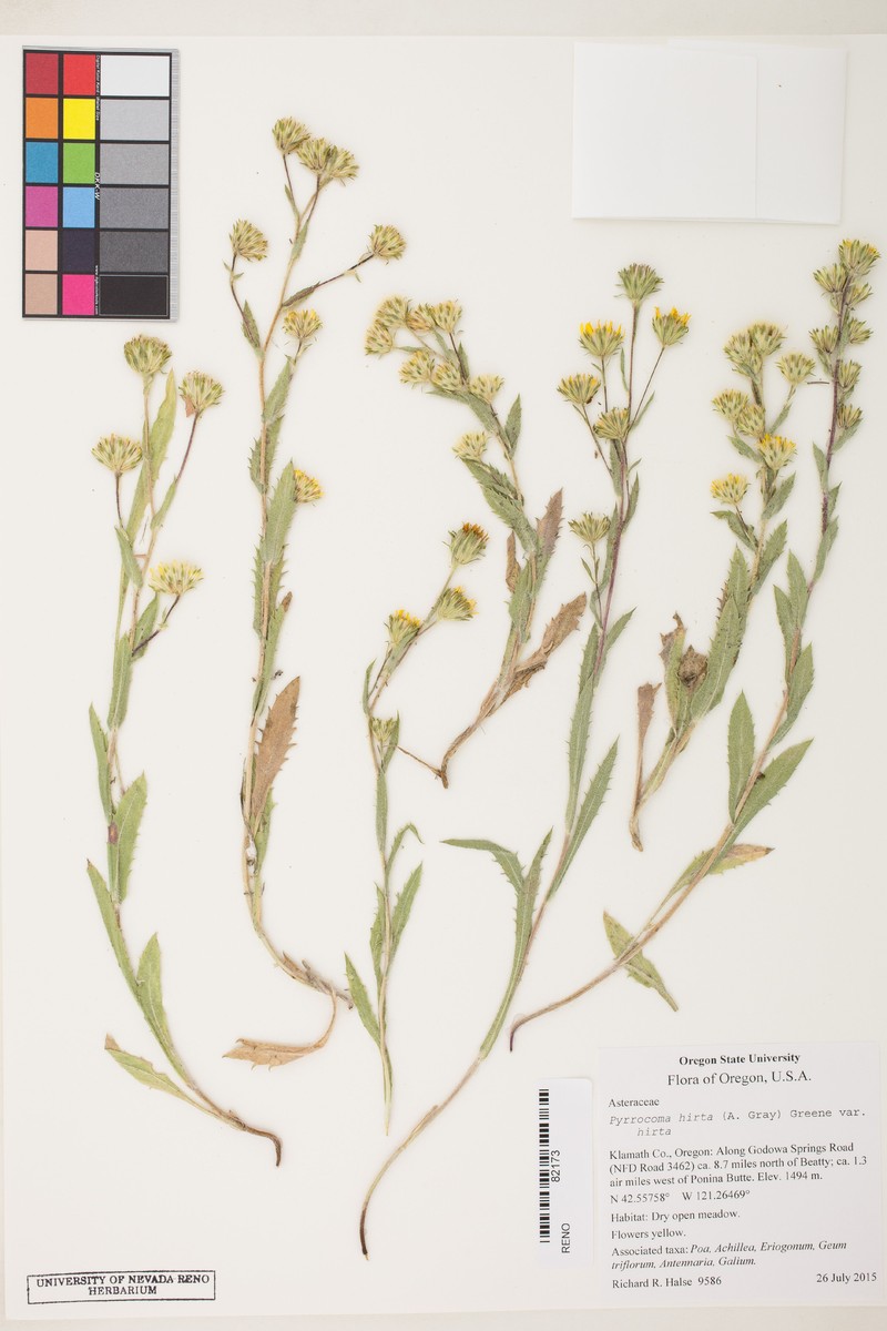 Pyrrocoma lanulosa photo 4