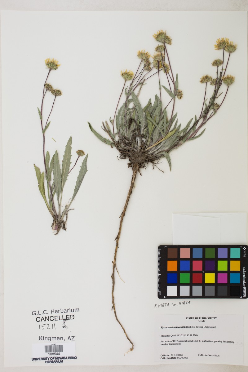 Pyrrocoma lanulosa photo 5
