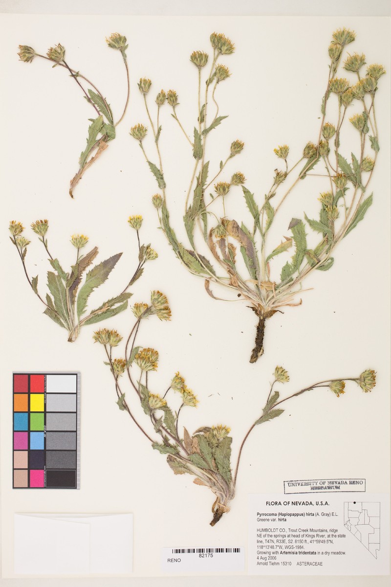 Pyrrocoma lanulosa photo 6