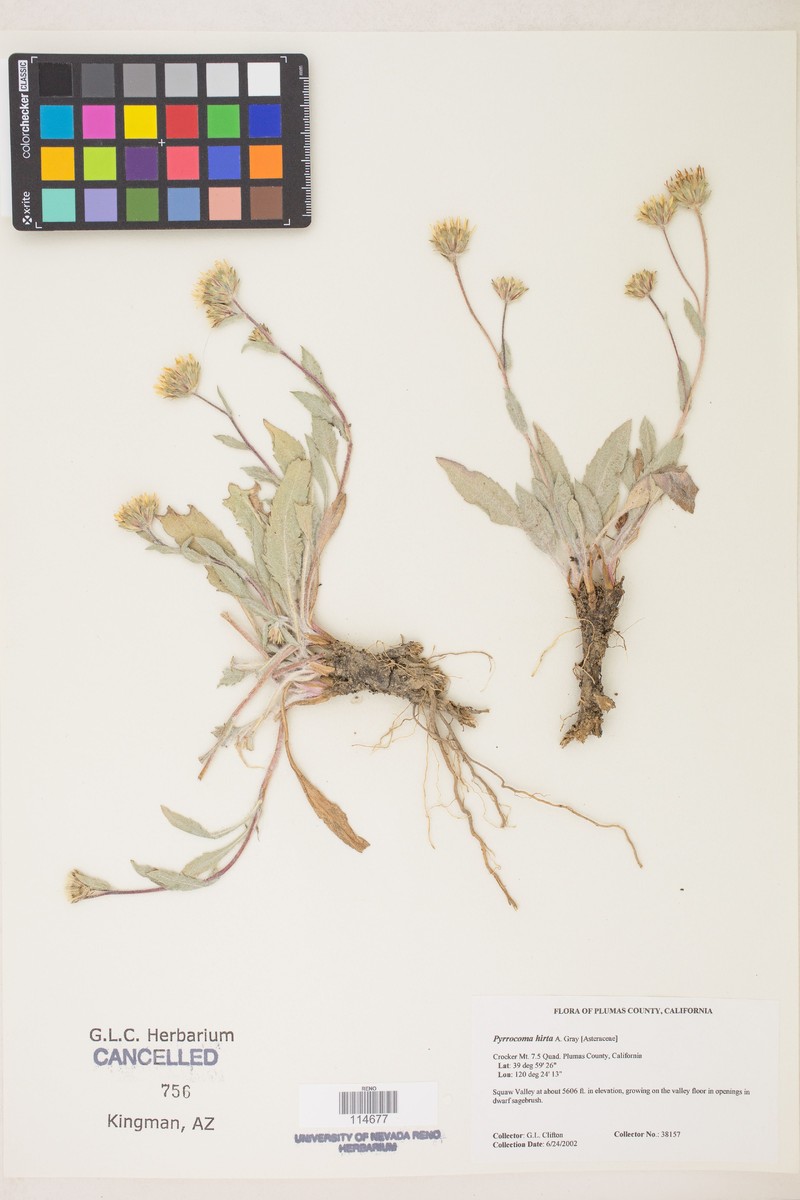 Pyrrocoma lanulosa photo 7