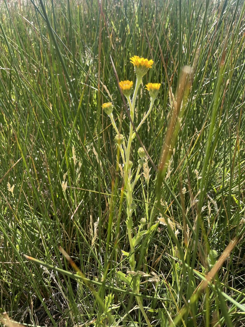 Pyrrocoma lapathifolia photo 2