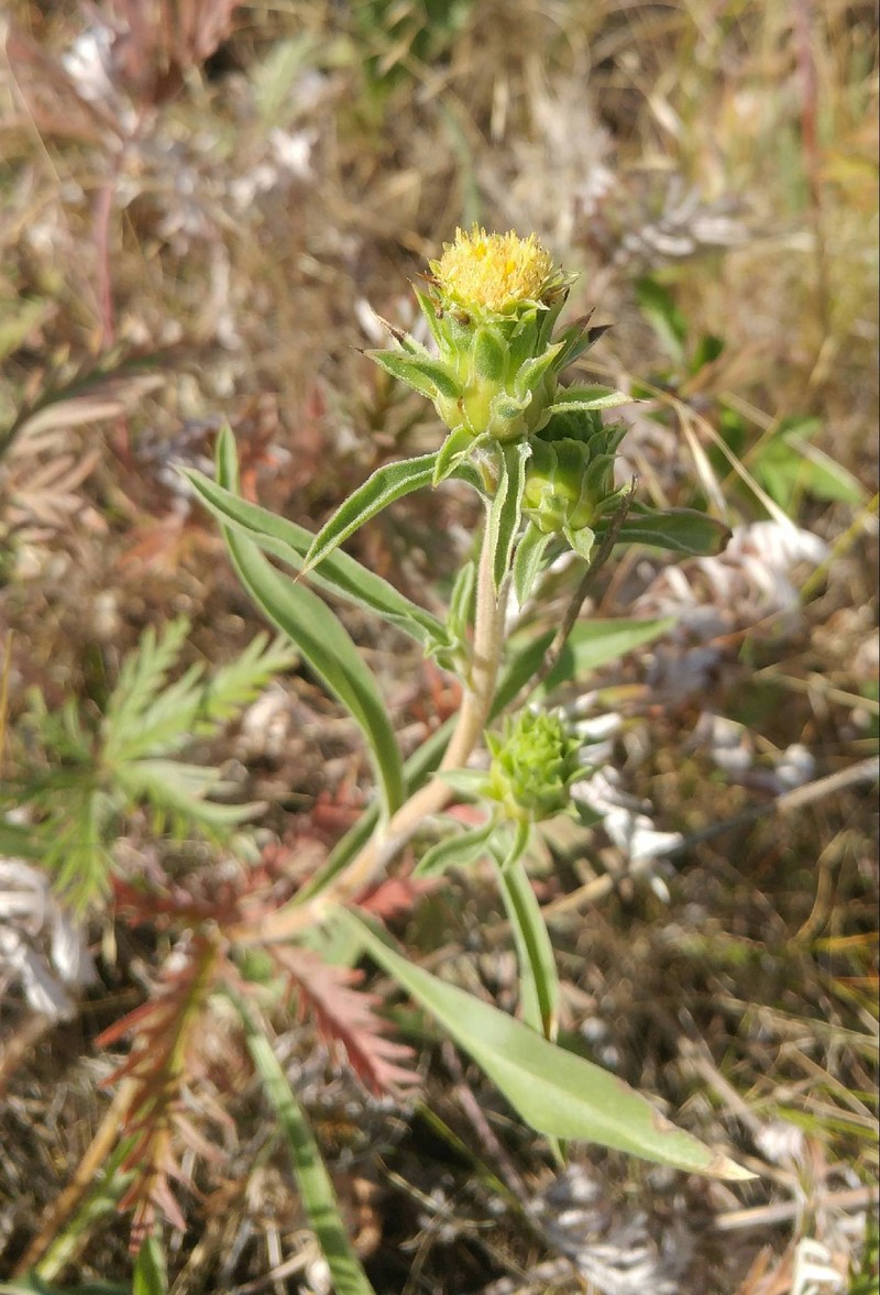 Smallhead Goldenweed