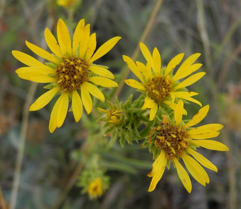 Smallhead Goldenweed photo 3