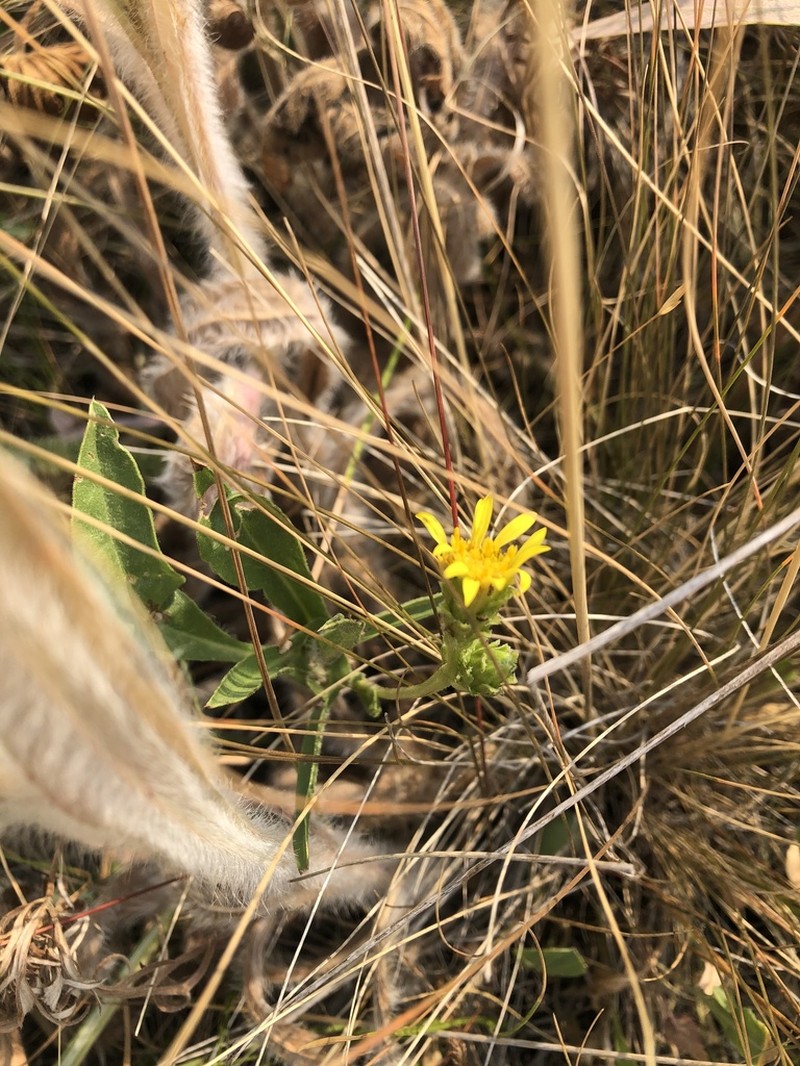 Smallhead Goldenweed photo 4