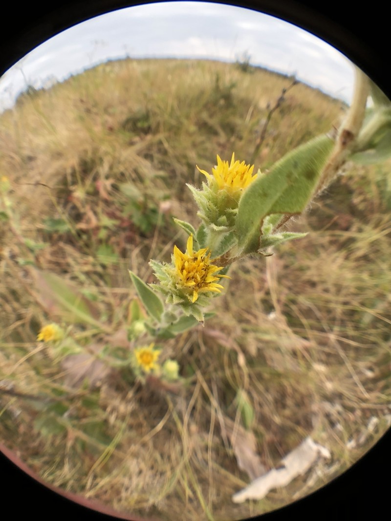 Smallhead Goldenweed photo 5