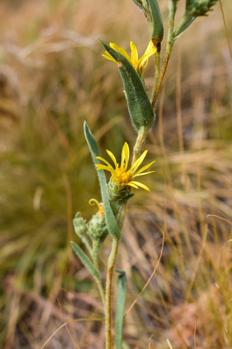 Smallhead Goldenweed photo 6