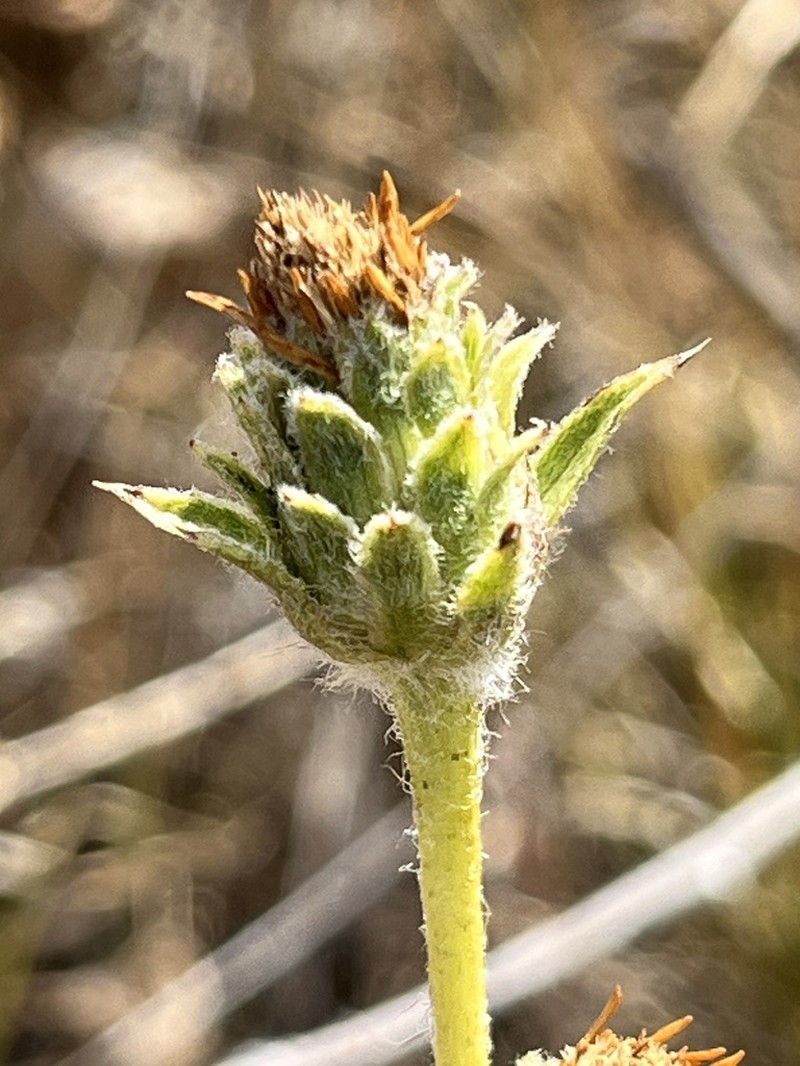 Smallhead Goldenweed photo 7