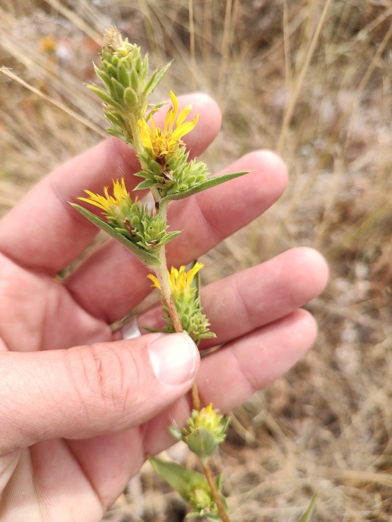 Smallhead Goldenweed photo 8