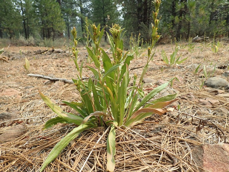 Sticky Goldenweed photo 2