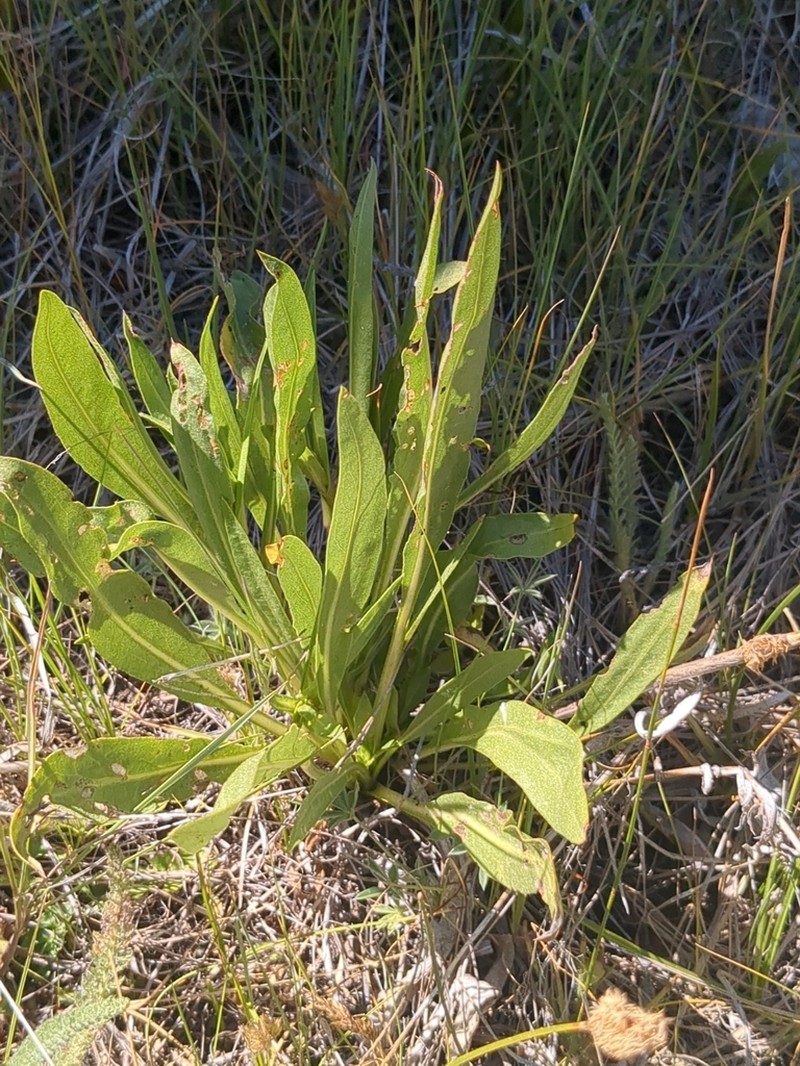 Sticky Goldenweed photo 2