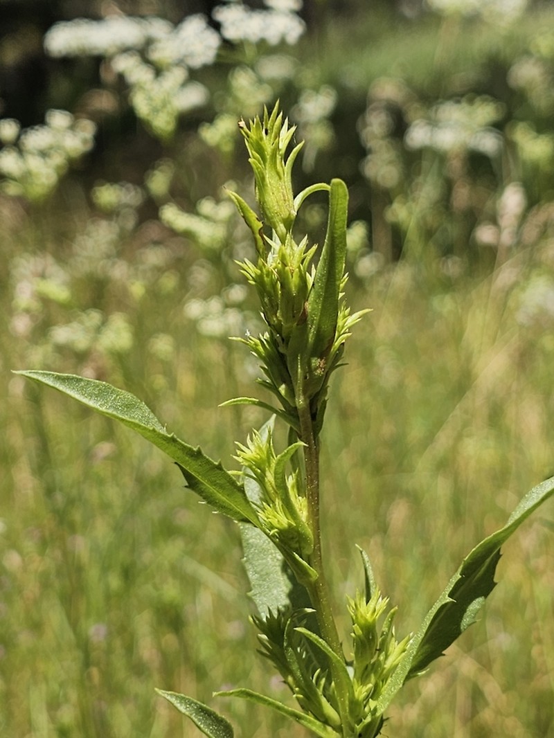 Sticky Goldenweed photo 4