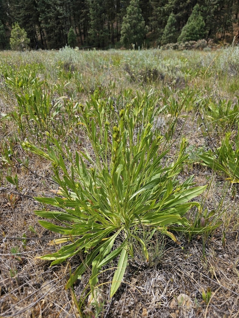 Sticky Goldenweed photo 5
