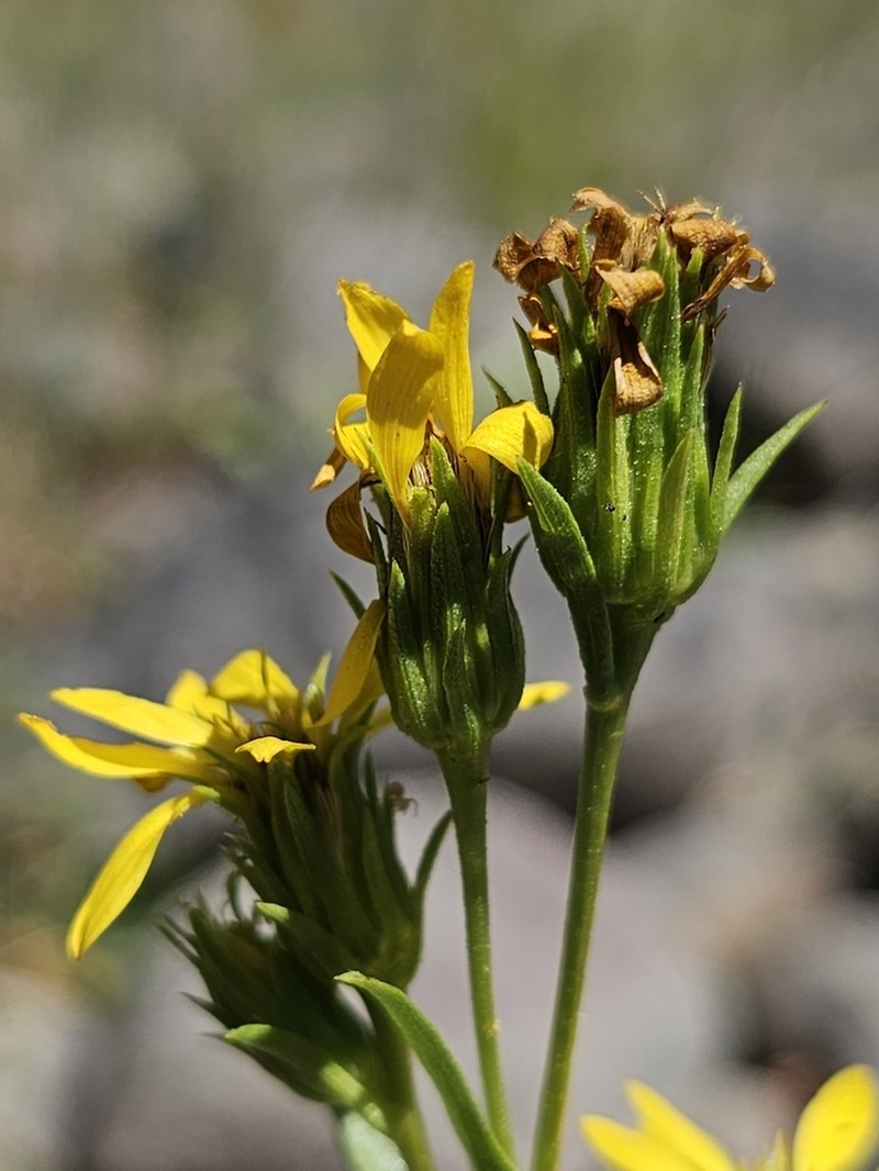 Sticky Goldenweed photo 6