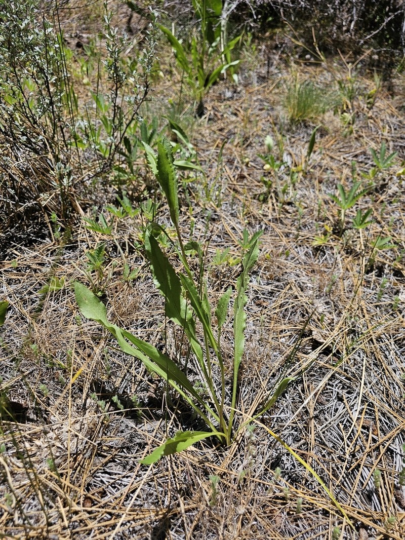 Sticky Goldenweed photo 7