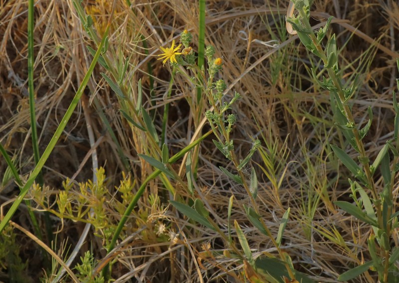 Pyrrocoma microdonta