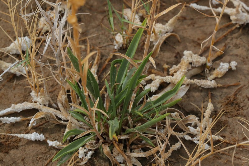 Pyrrocoma microdonta photo 2