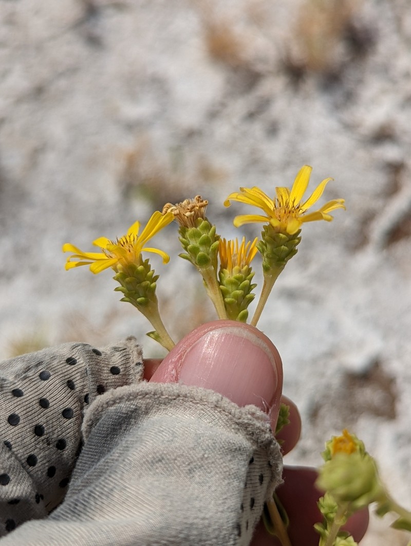 Pyrrocoma microdonta photo 3