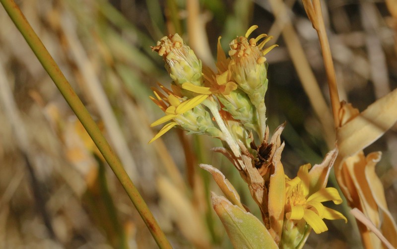Pyrrocoma microdonta photo 5