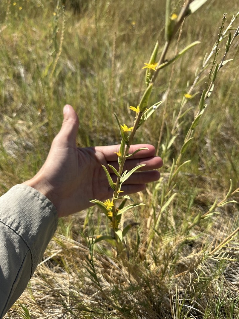 Pyrrocoma microdonta photo 6