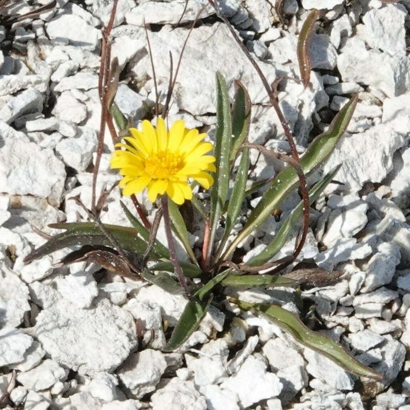 Pyrrocoma plantaginea