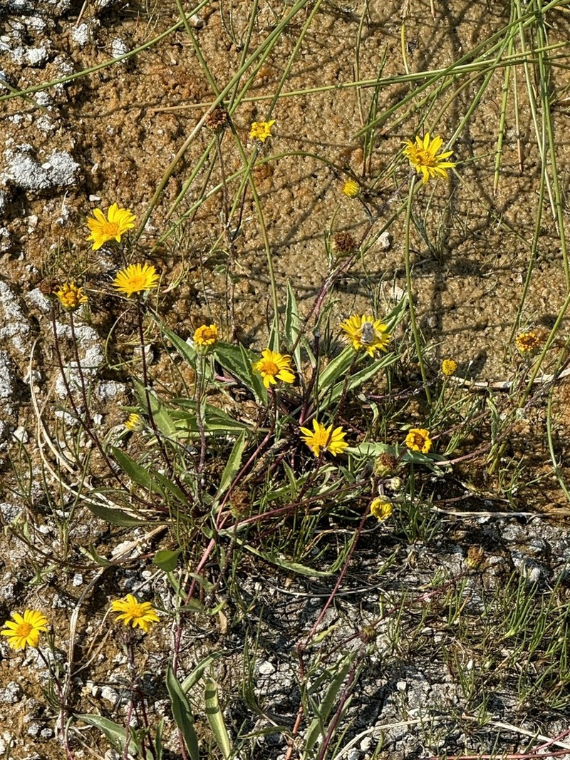 Pyrrocoma plantaginea photo 2