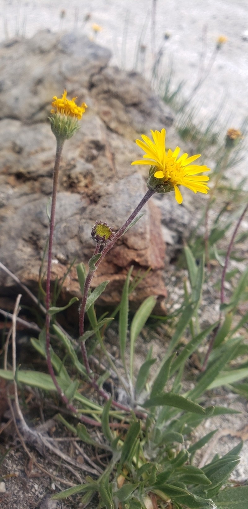 Pyrrocoma plantaginea photo 3