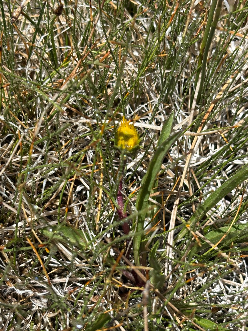 Pyrrocoma plantaginea photo 4