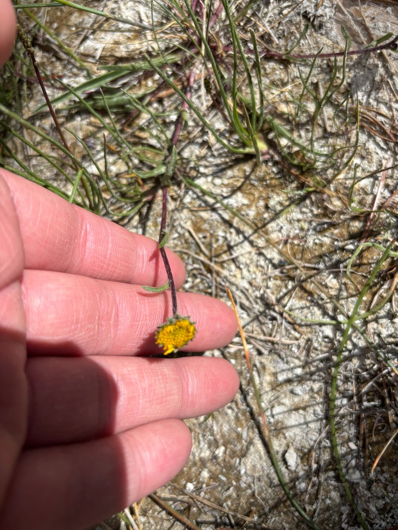 Pyrrocoma plantaginea photo 5