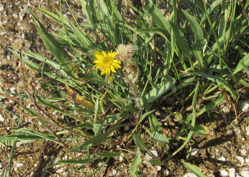 Pyrrocoma plantaginea photo 6
