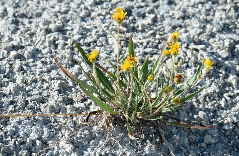 Pyrrocoma plantaginea photo 7