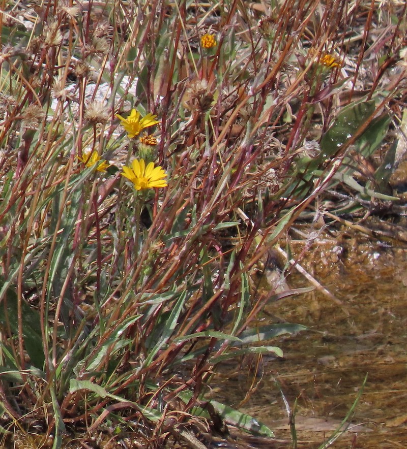 Pyrrocoma plantaginea photo 8