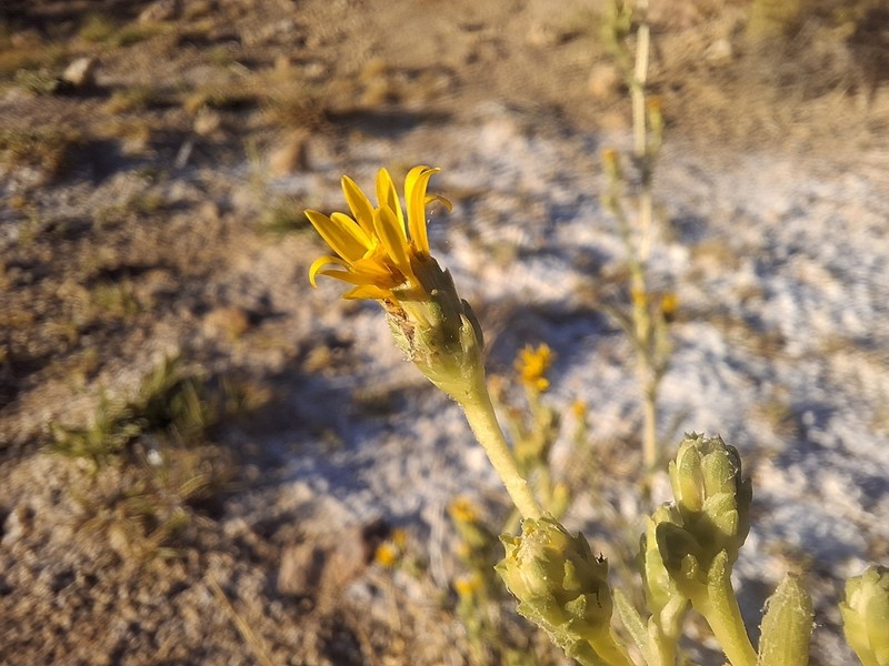 Pyrrocoma prionophylla