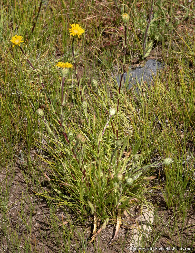 Pyrrocoma prionophylla photo 2