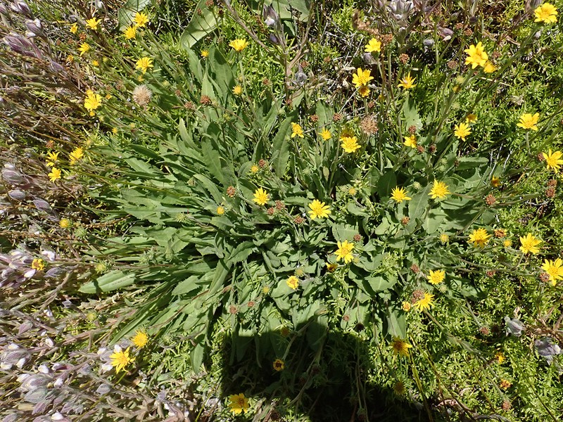 Pyrrocoma prionophylla photo 3