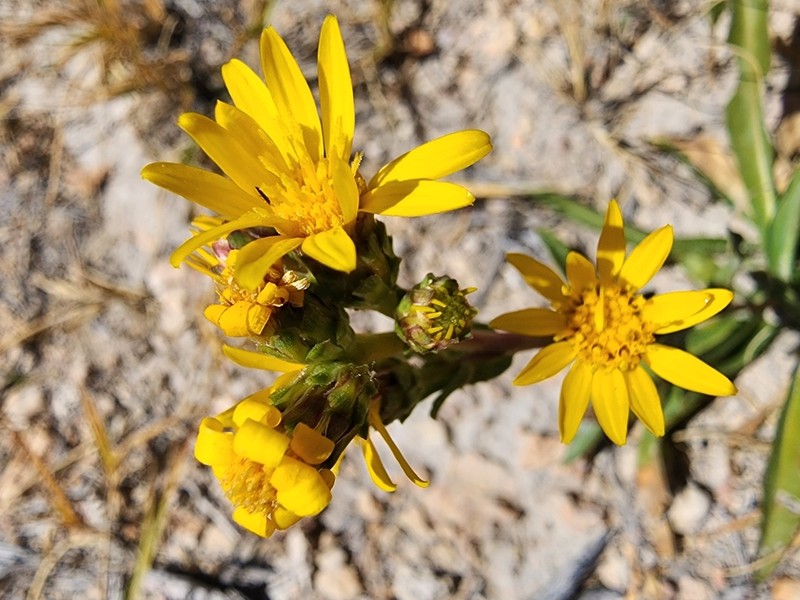 Pyrrocoma prionophylla photo 4