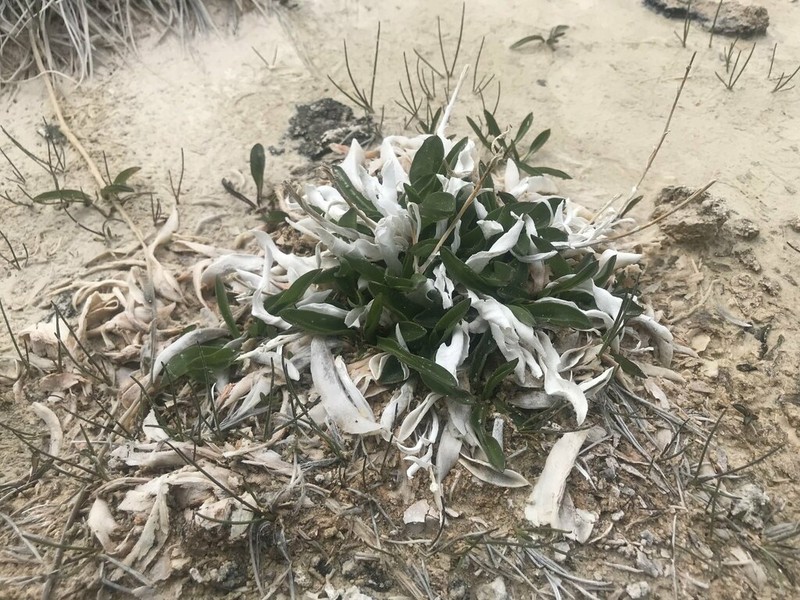 Pyrrocoma prionophylla photo 5